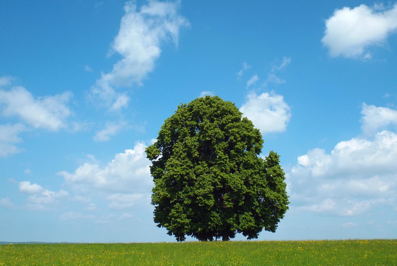 What Can Comatose Patients Teach Us About Consciousness?